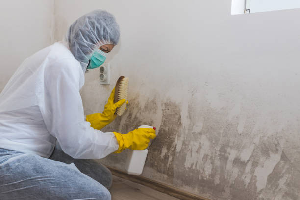 Why You Should Choose Our Mold Remediation Services in Trotwood, OH