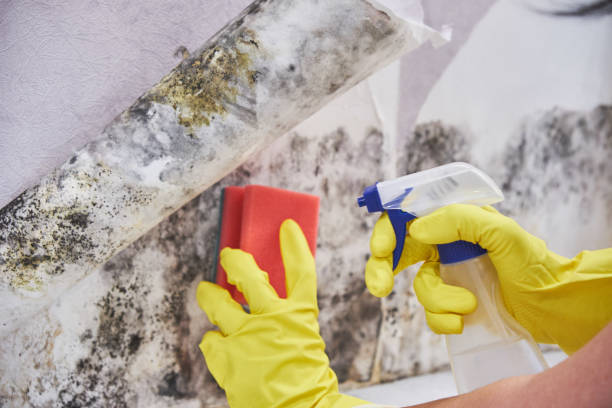 Best Mold Damage Restoration  in Trotwood, OH